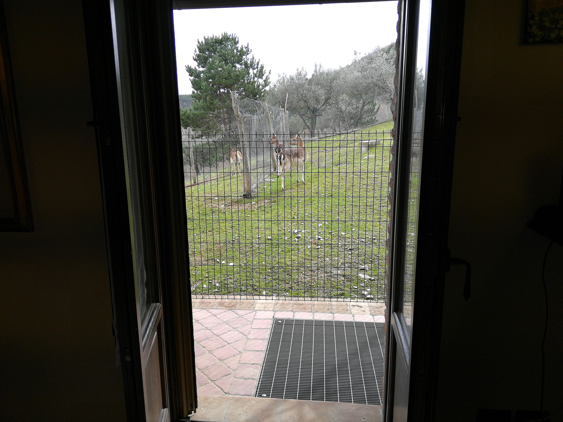 Agriturismo in Umbria Olivastrella daini