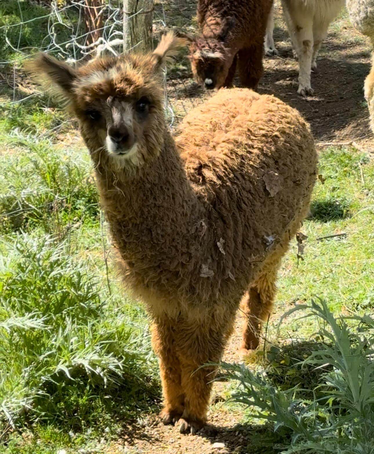 Passeggiata con gli Alpaca nelle verdi colline Umbre