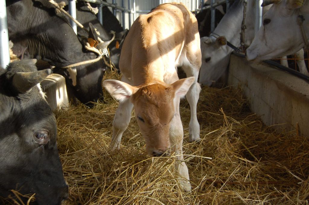 Esperienze per Famiglie e Bambini in fattoria